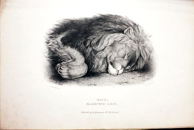 Schizzi di animali ai Giardini Zoologici da Edward Lear